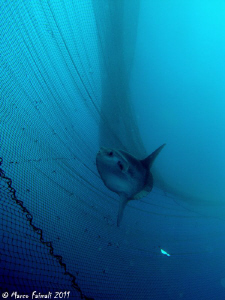 Moonfish in the net.....(Mola mola) by Marco Faimali 